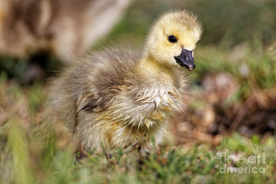 Baby Gosling Photograph by Sue Harper - Fine Art America