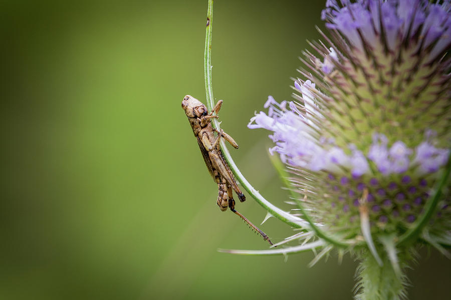 Baby Grasshopper Photograph by John Benedict