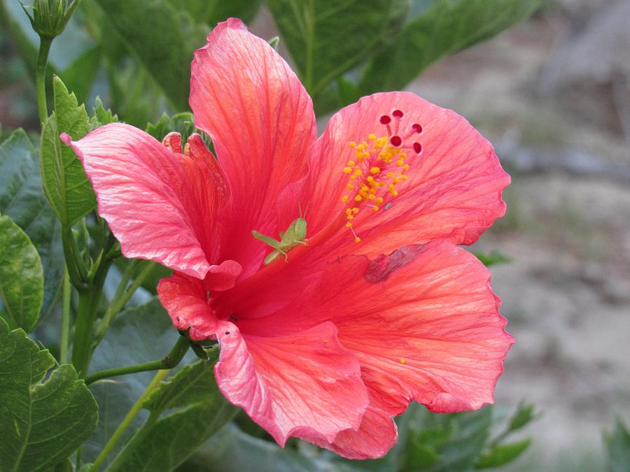 Baby on Hibiscus Flower Photograph by Nancy Nale