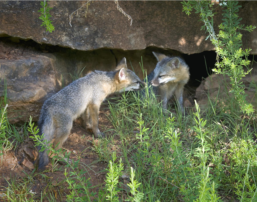 Baby Gray Fox Nuzzling Photograph by Michael Dougherty