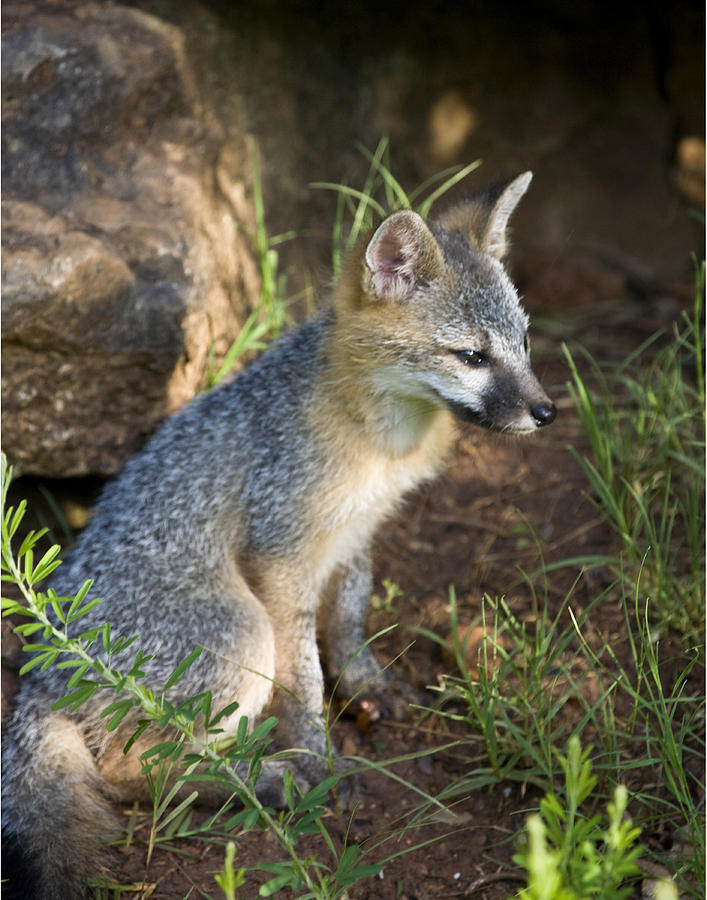 Baby Gray Fox Resting on Bluff Side Photograph by Michael Dougherty