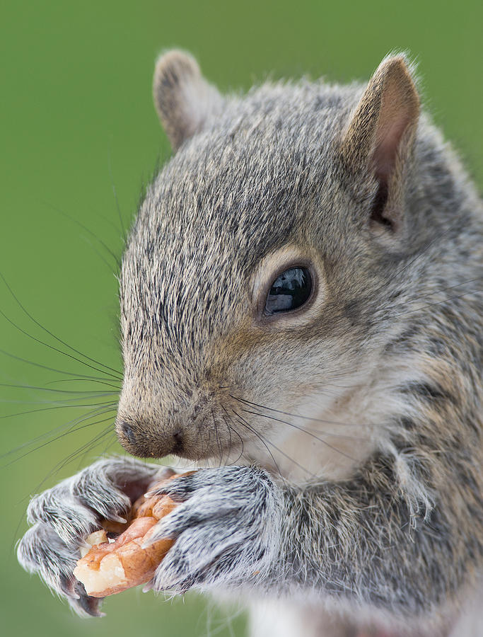 Baby Gray Squirrel Duels with a Nut Photograph by Jim Zablotny
