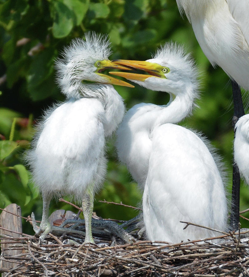 Baby Great Egrets Photograph by Lindy Pollard - Fine Art America