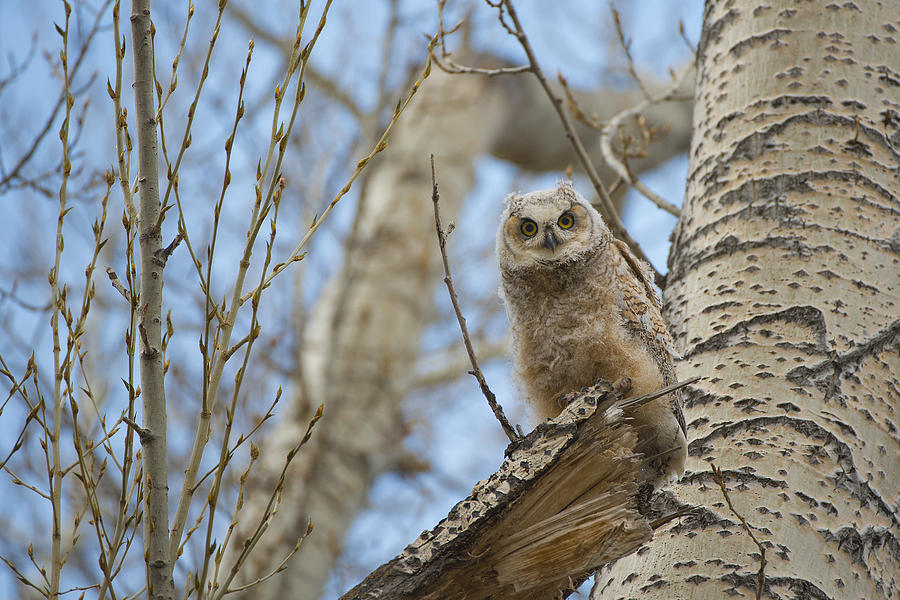 Owl Photograph - Baby Great Horned Owl by Bill Cubitt