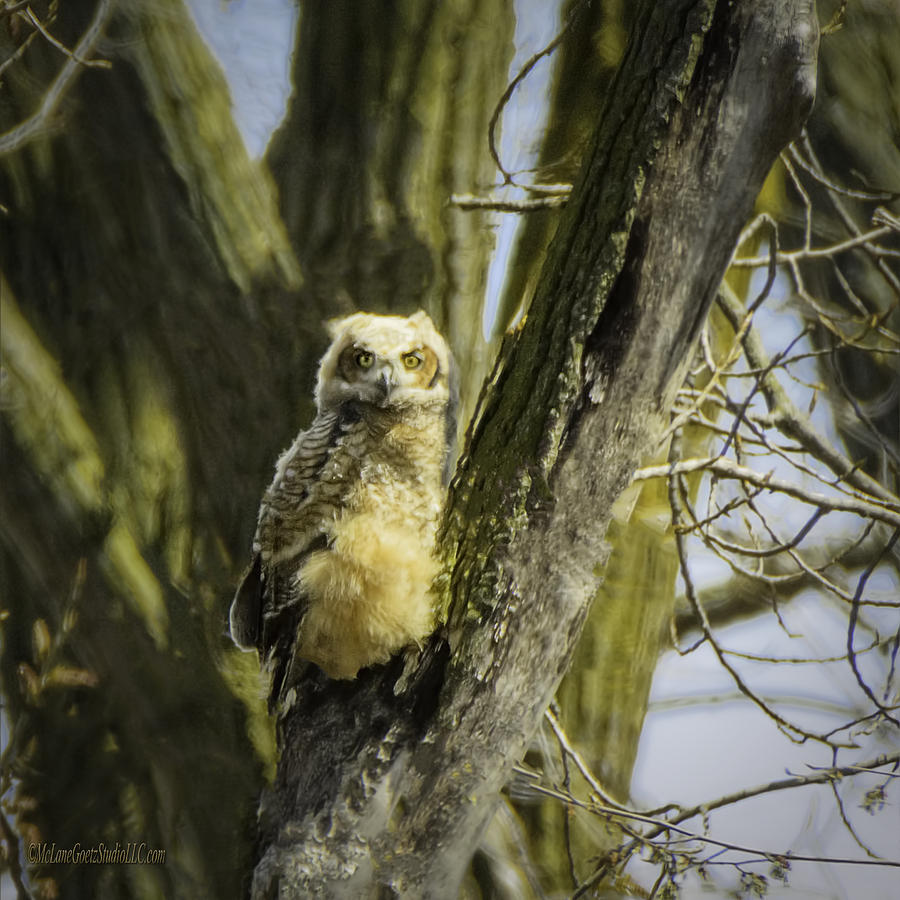 Baby Great Horned Owl Photograph by LeeAnn McLaneGoetz McLaneGoetzStudioLLCcom