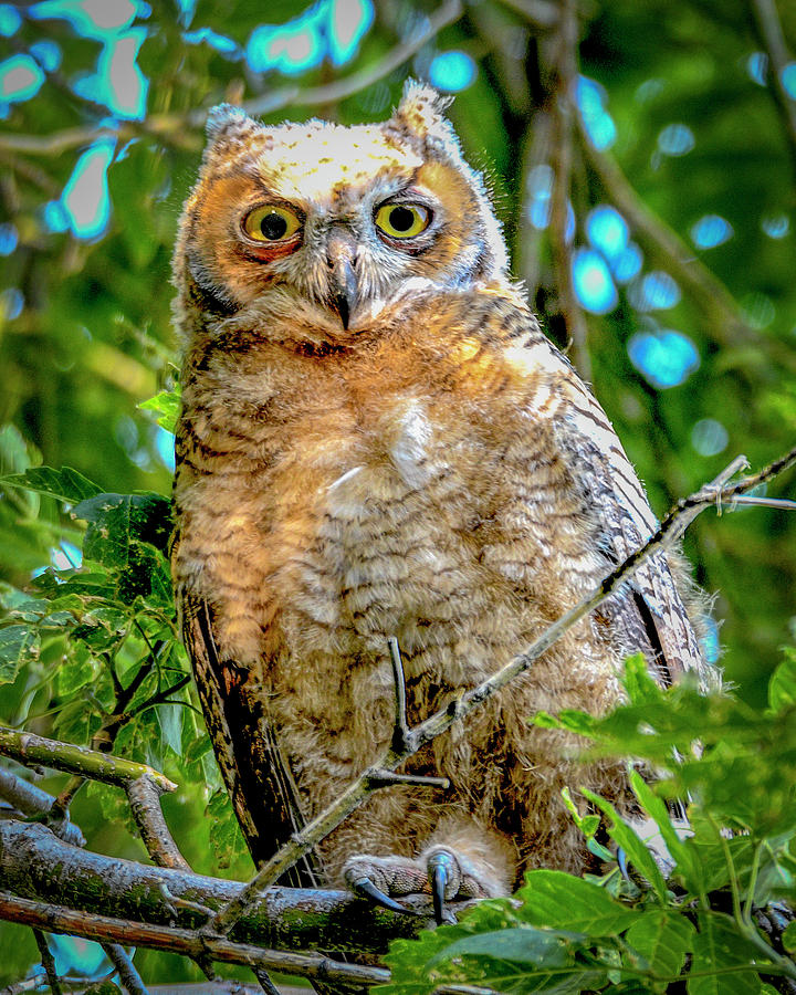 Baby Great Horned Owl Photograph by Norman Hall - Fine Art America