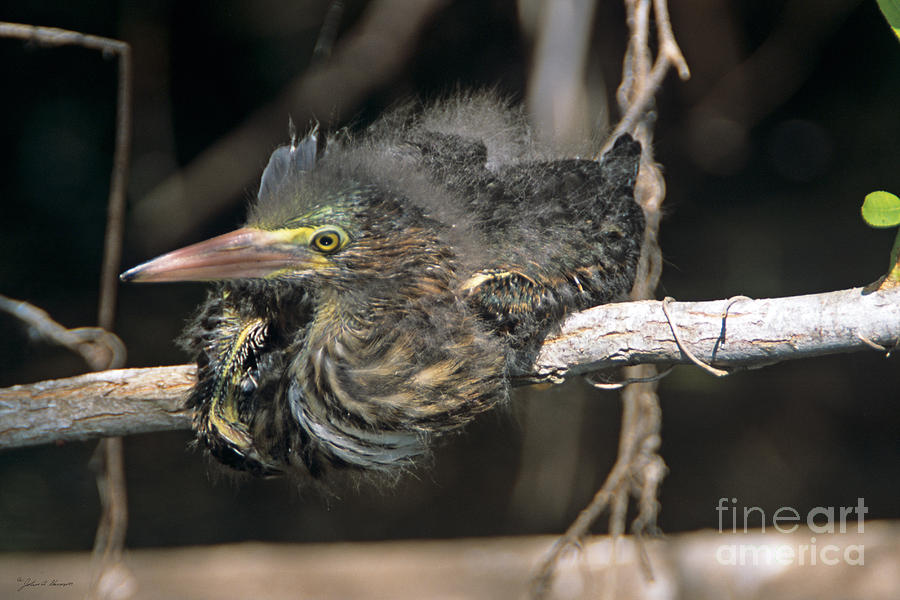 Baby Green Heron resting on a branch Photograph by John Harmon