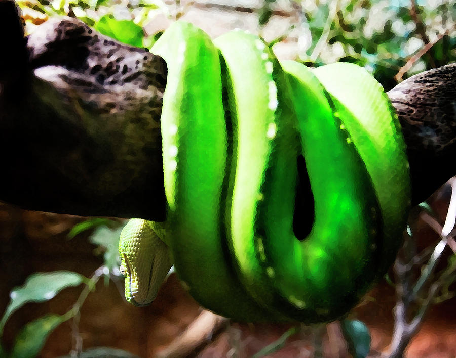 Python Photograph - Baby Green Tree Python by Miroslava Jurcik