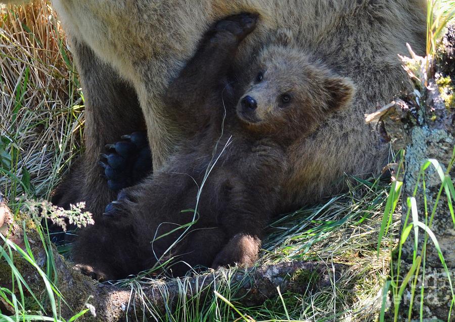 newborn grizzly bear