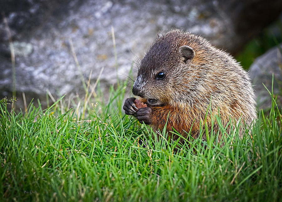 Baby Groundhog Eating Photograph by Bob Orsillo