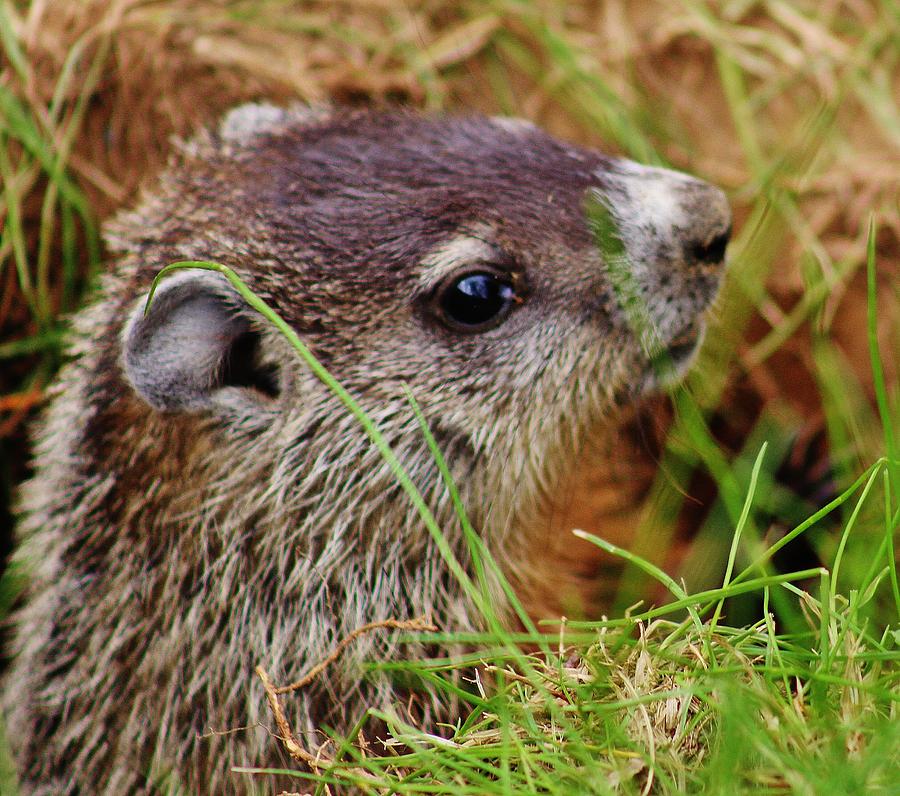 Baby Groundhog Photograph by Thomas McGuire - Pixels