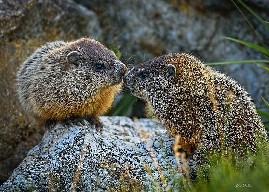 Groundhog Day Photograph - Baby Groundhogs Kissing by Bob Orsillo