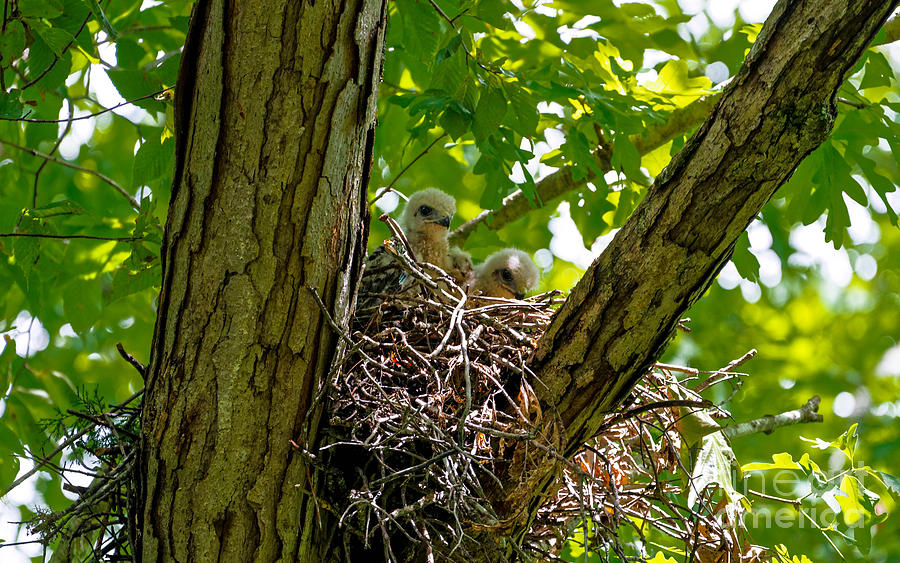 Baby Hawks Photograph by Paul Mashburn