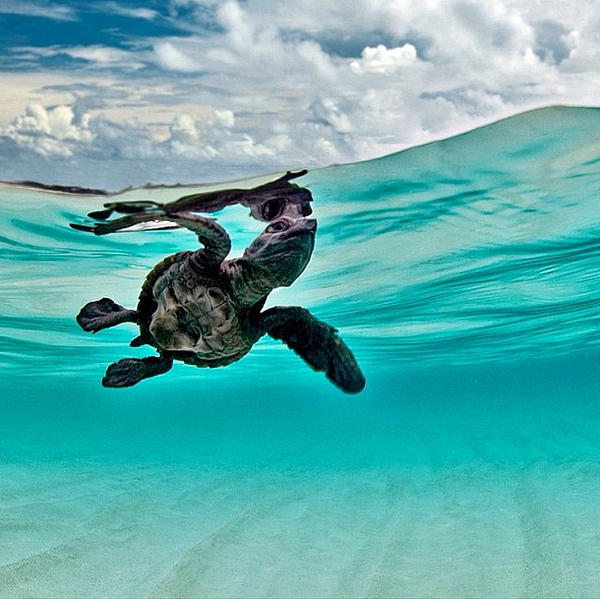Nature Photograph - Baby Hawksbill Sea Turtle  by Andy Bucaille