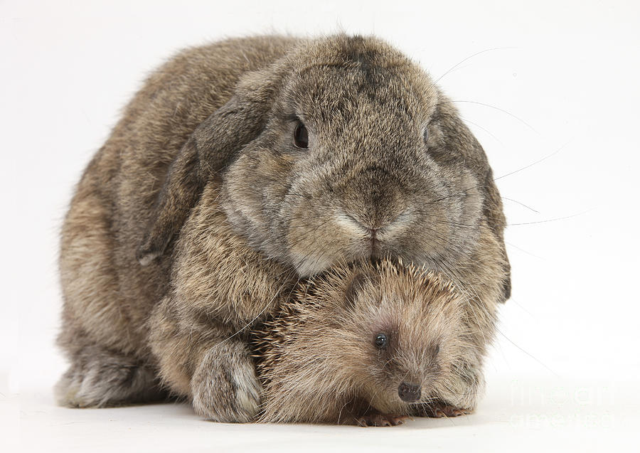 Baby Hedgehog And Agouti Lop Rabbit Photograph by Mark Taylor