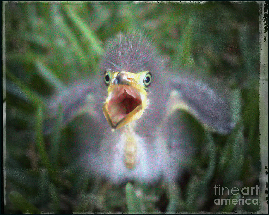 Baby Heron Chick Photograph by Ella Kaye Dickey