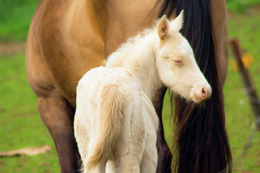 Farm Animals Photograph - Baby Horse By Mom by Tyra OBryant