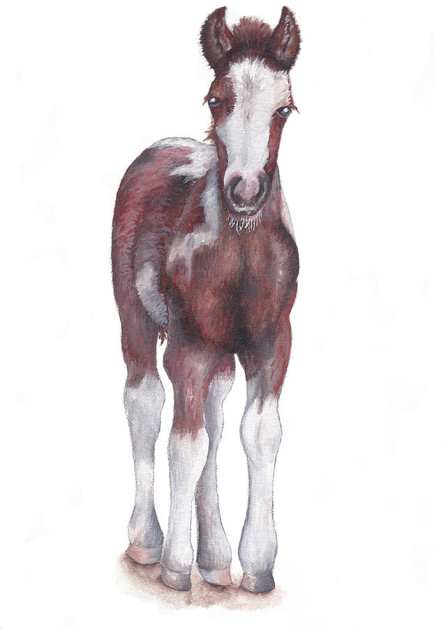 baby horse drawing