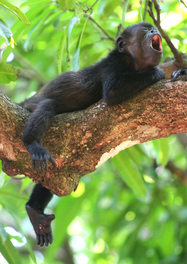 Baby Howler Monkey Photograph by Nathan Miller