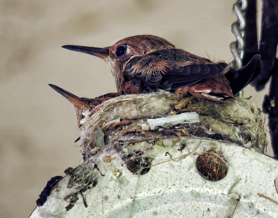 Baby Hummers Photograph by Helaine Cummins