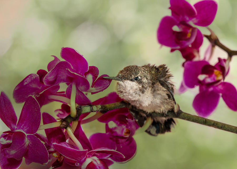 Baby Hummingbird and Orchid Photograph by Patti Deters