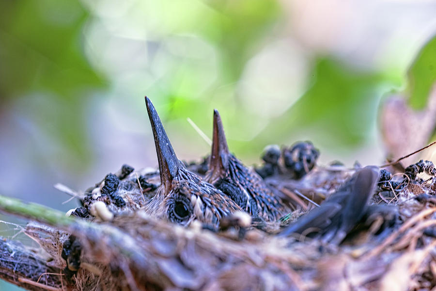 Baby Hummingbirds in nest Photograph by Dan McManus