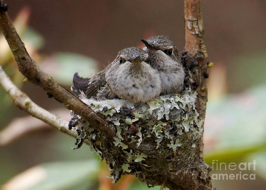 Baby Hummingbirds in Nest Photograph by Patricia Strand