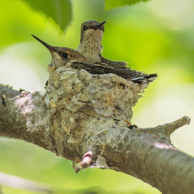 Baby Hummingbirds Photograph By Laurel McFarland