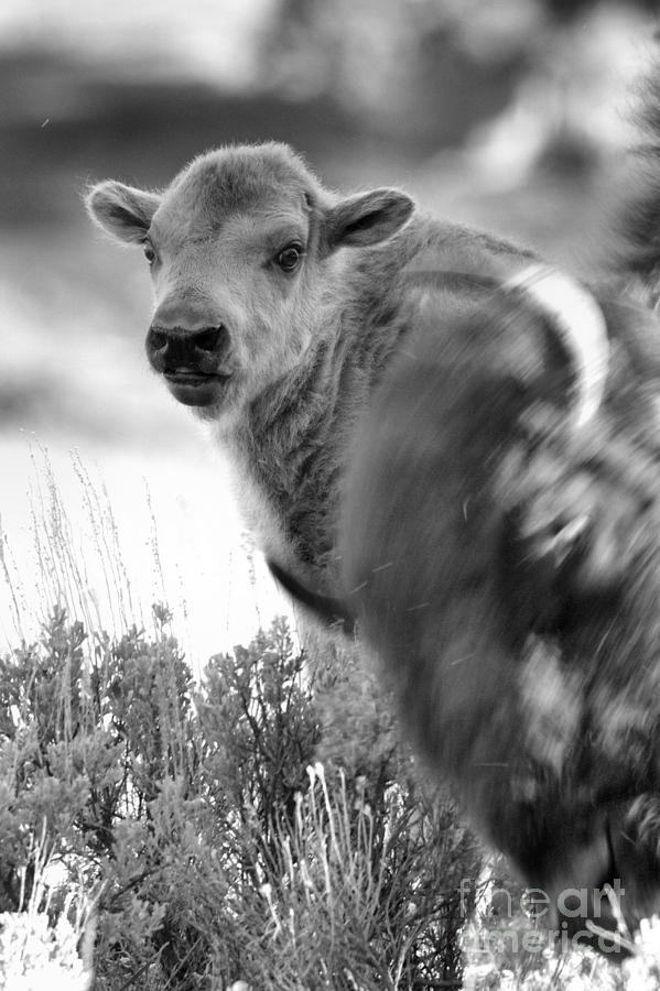 Baby In The Background Black And White Photograph by Adam Jewell