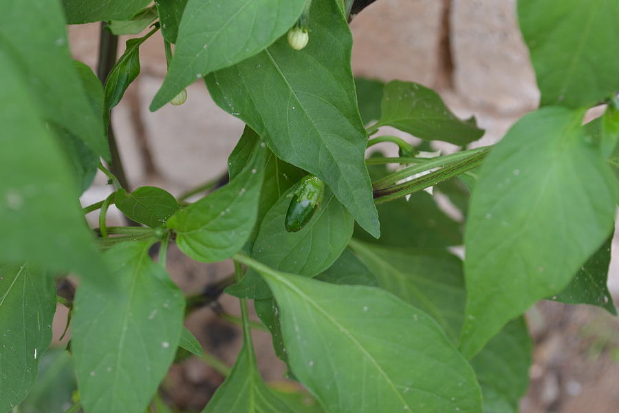 Baby Jalapeno Photograph By Jasmin's Treasures - Fine Art America