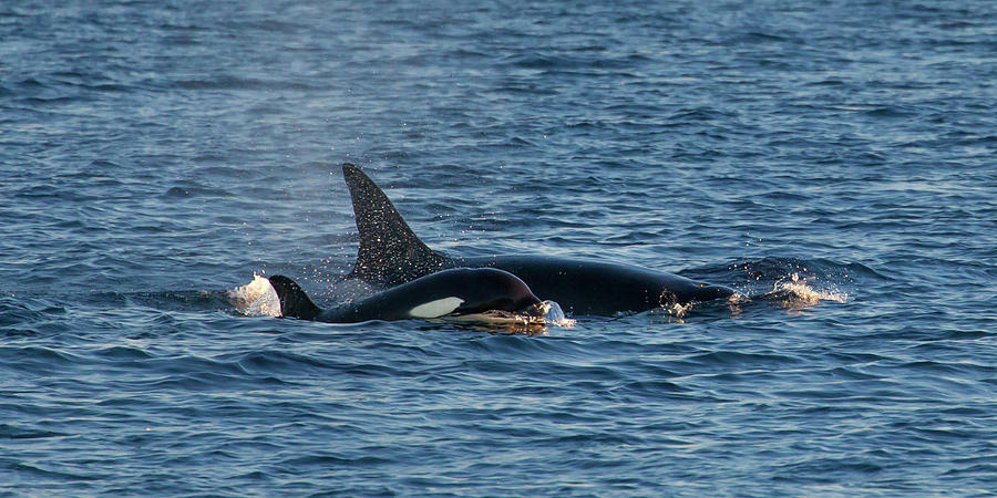 Baby Killer Whale off California Photograph by Cliff Wassmann