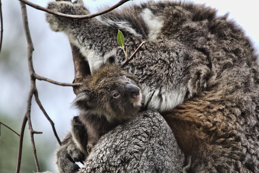 Baby Koala V2 Photograph by Douglas Barnard
