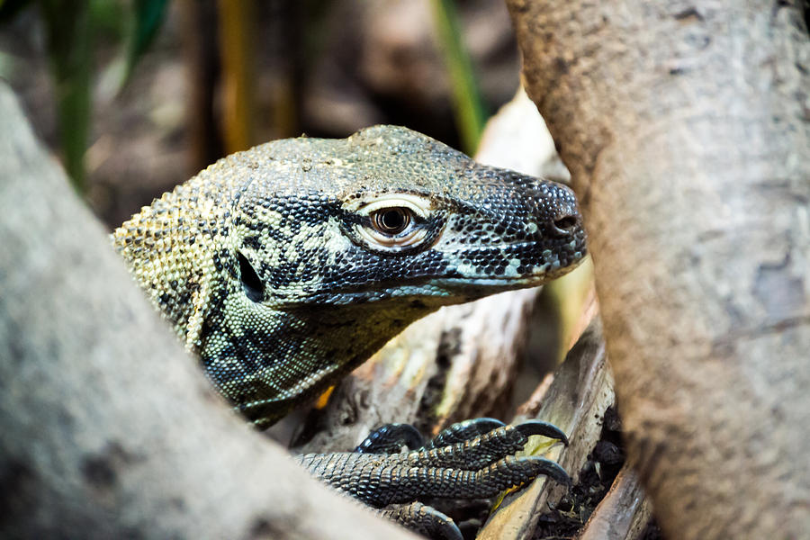 Baby Komodo Dragon Photograph by Scott Lyons
