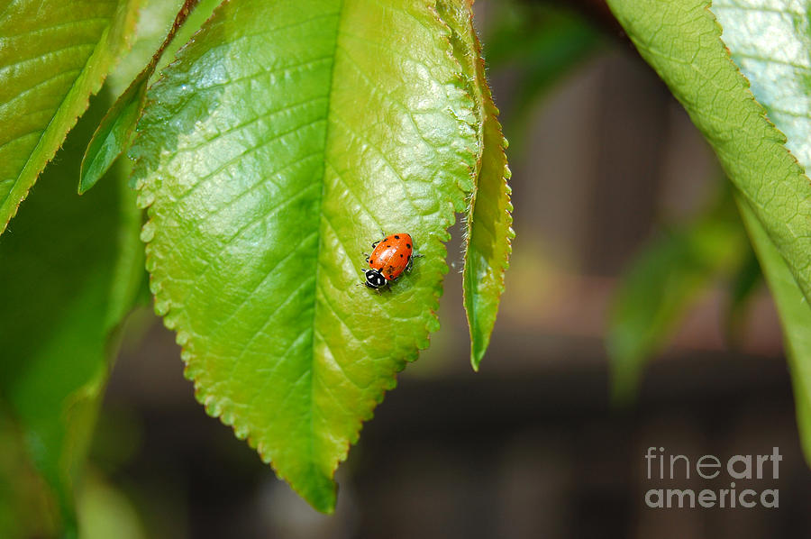 Baby Ladybug on Hanging Leaf Photograph by Debra Thompson