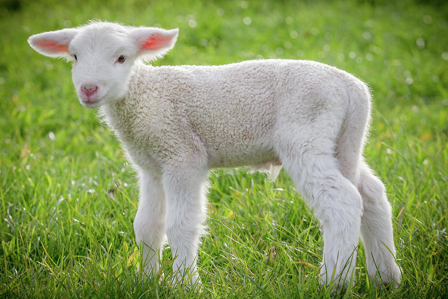 Sheep Photograph - Baby Lamb by Paul Looyen