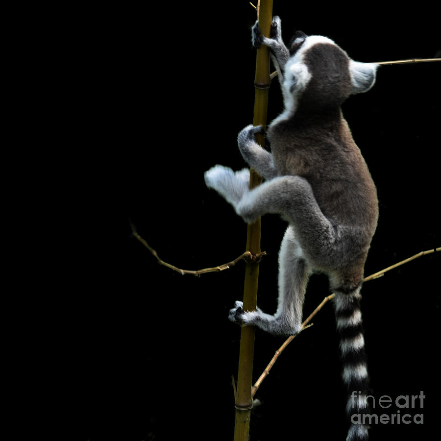 Baby lemur escape attempt Photograph by Paul Davenport
