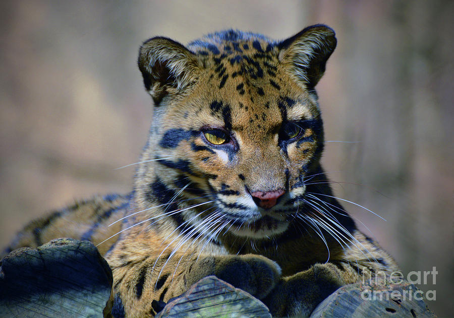Baby Leopard Photograph by Savannah Gibbs