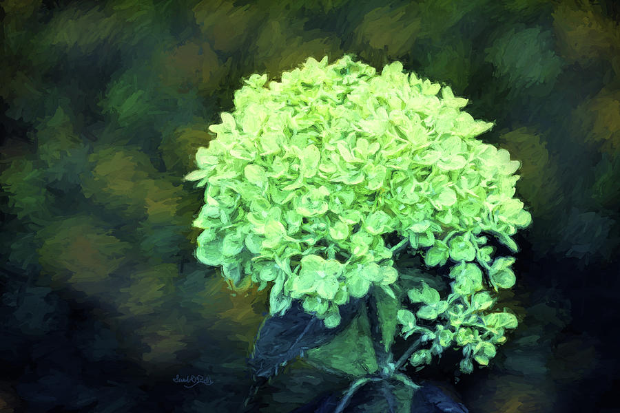 Baby Lime Hydrangea  Photograph by Sandi OReilly