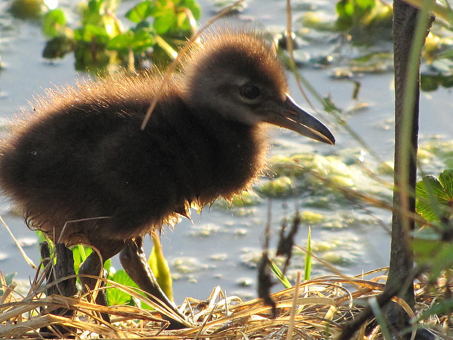 Baby Limpkin 001  Photograph by Christopher Mercer