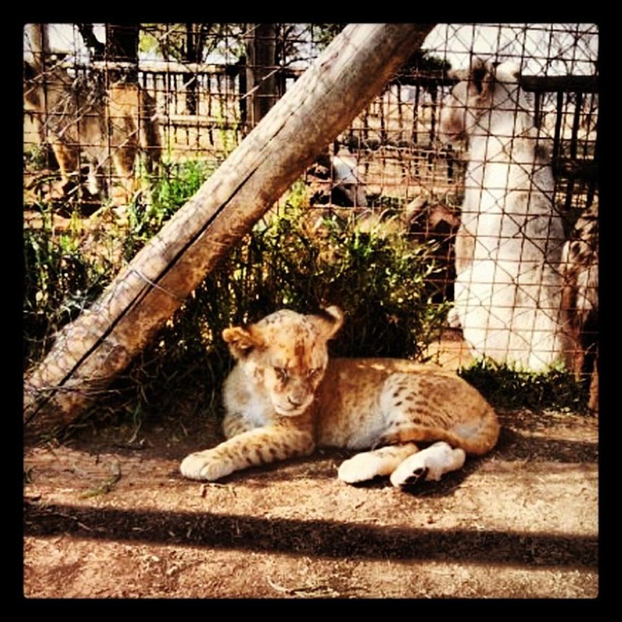 Nature Photograph - #baby #lion #cub #lionpark #joburg by Louise McAulay