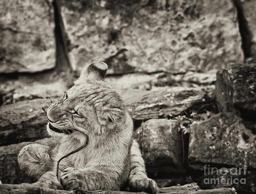 Baby Lion Photograph by Douglas Barnard