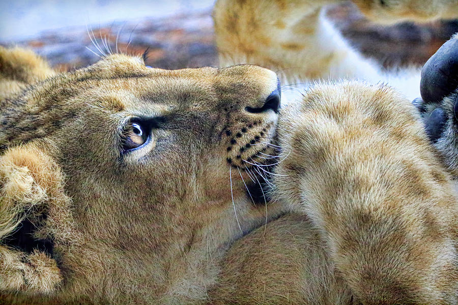 Baby Lion Photograph by Steve McKinzie