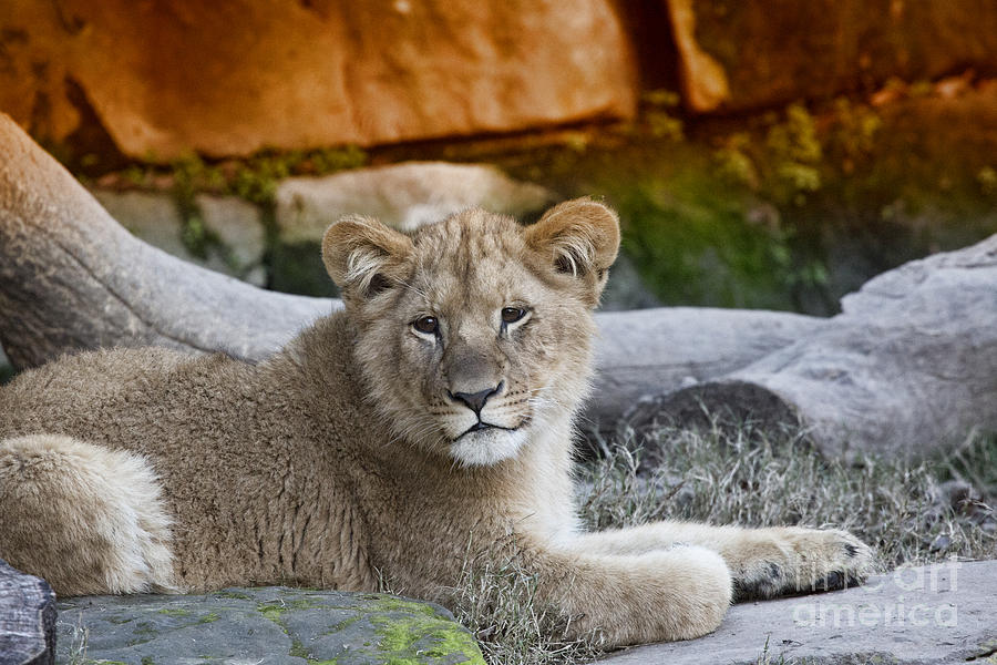 Baby Lion V2 Photograph by Douglas Barnard
