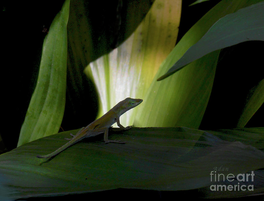 Baby Lizard A Moment of Time Photograph by Felipe Adan Lerma