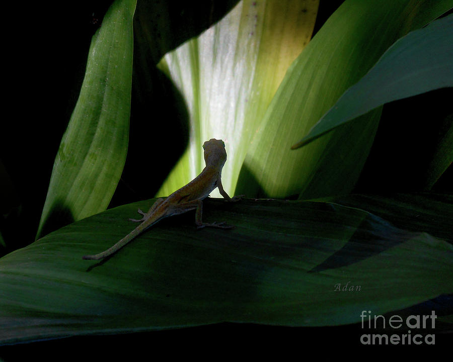 Baby Lizard Paths Lit and Dark Photograph by Felipe Adan Lerma