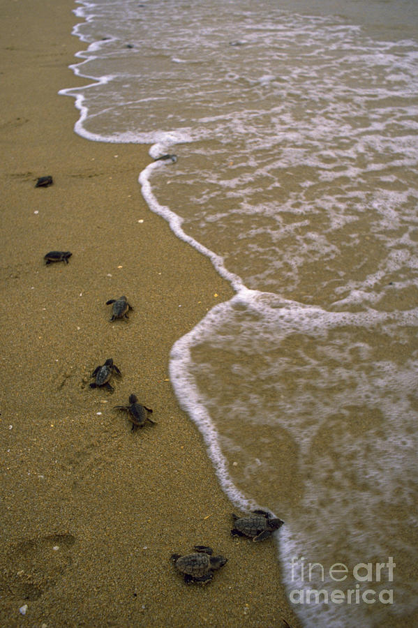 Reptile Photograph - Baby Loggerhead Turtles Head by Mark D. Phillips