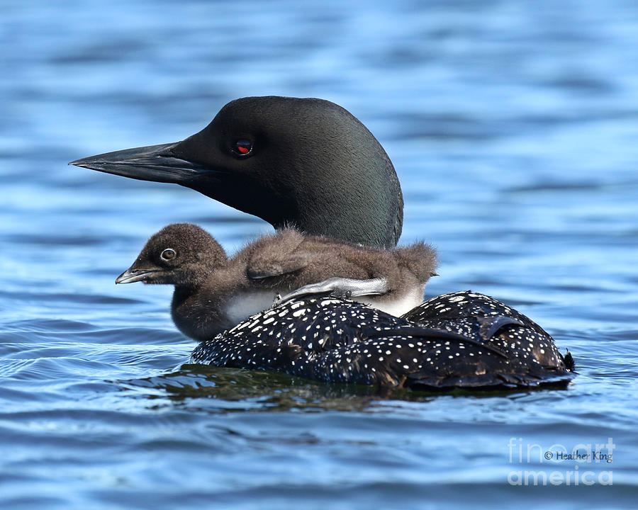 Loon Photograph - Baby Loon Pram by Heather King