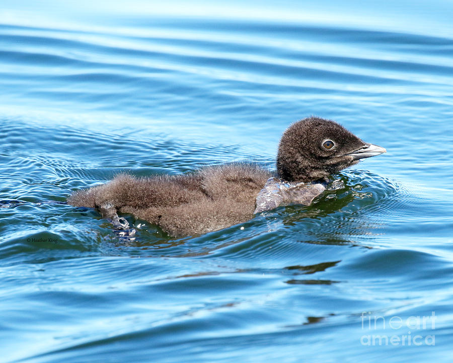 Baby loon solo swim Photograph by Heather King