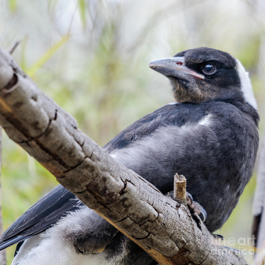 Baby Magpie 1 Photograph by Werner Padarin