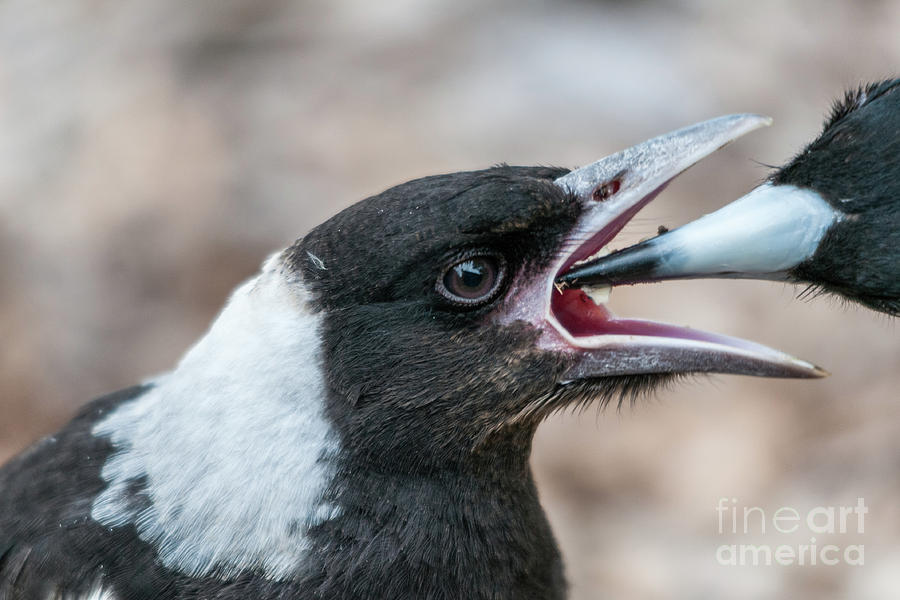 Baby Magpie 2 Photograph by Werner Padarin